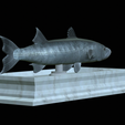 Barracuda-base-11.png fish great barracuda / Sphyraena barracuda statue detailed texture for 3d printing