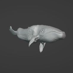 Ballena-02.jpg STL file Blue Whale・Design to download and 3D print