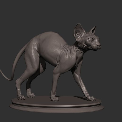 Sphynx Cat