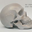 Skull-articulated16.jpg Skull articulated