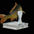 Carp-trophy-statue-10.png fish carp / Cyprinus carpio in motion trophy statue detailed texture for 3d printing