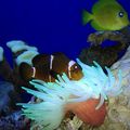 acuario_colombia2