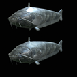 Catfish-Europe-7.png FISH WELS CATFISH / SILURUS GLANIS solo model detailed texture for 3d printing