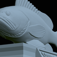 White-grouper-statue-50.png fish white grouper / Epinephelus aeneus statue detailed texture for 3d printing