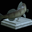 zander-open-mouth-tocenej-10.png fish zander / pikeperch / Sander lucioperca trophy statue detailed texture for 3d printing