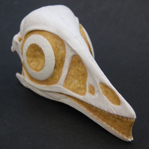 Archaeopteryx_skull03.jpg Archaeopteryx Dinosaur Skull