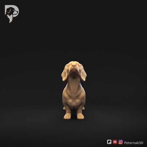 Dachshund-Miniature-Smooth-Haired-Pose-02-Dog-3D-Print-10s.jpeg Teckel miniature à poil lisse Pose 02
