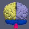 14.png 3D Model of Human Brain v3