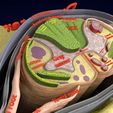 spinal-tracts-cord-vertebrae-labelled-3d-model-74c7a89ace.jpg Spinal Tracts cord vertebrae labelled 3D model