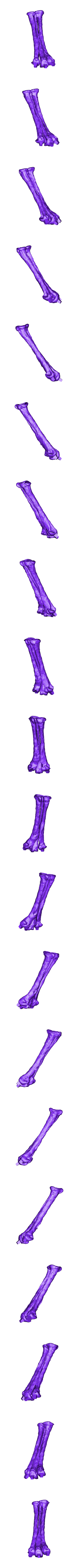 Metatarsals_Right_Part_01.OBJ Scheletro di piccolo T-rex a grandezza naturale - Parte 03/10