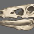 11.jpg Stegosaurus 3D skull
