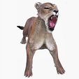 8Y-PORTADAA.png DOWNLOAD LIONESS 3d model - animated for blender-fbx-unity-maya-unreal-c4d-3ds max - 3D printing - LION - LIONESS - CAT - PREDATOR - RAPTOR - FELINE