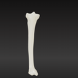 7.png 3D Model of Tibia Bone