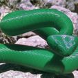 Cascabel-3.jpg Rattlesnake
