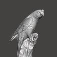 papug2.jpg Parrot on tree 3D scan
