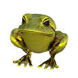 model.png Gold frog