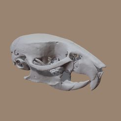 Muskrat_skull_MarcoValenzuela.com-(1).jpg Download file Mouse Skull based on CT Scan Data by Marco Valenzuela • Template to 3D print, marco3dart