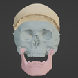 9.png 3D Model of Skull, Skull Cap and Mandible