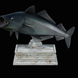 coalfish-open-mouth-statue-box-15.png COALFISH / POLLACHIUS VIRENS trophy with storage space for 3d printing