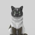 gato-43.jpg Realistic Mongrel Cat