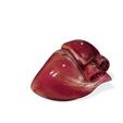 6.jpg HEART ANATOMY HEART EYE THORAX TRACHEA TONGUE PULMON LUNGS KIDNEYS LIVER DOWNLOAD 3D MODEL PRINTING THROAT