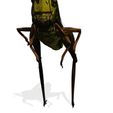 rtv.jpg DOWNLOAD Grasshopper 3D MODEL - ANIMATED - INSECT Raptor Linheraptor MICRO BEE FLYING - POKÉMON - DRAGON - Grasshopper - OBJ - FBX - 3D PRINTING - 3D PROJECT - GAME READY-3DSMAX-C4D-MAYA-BLENDER-UNITY-UNREAL - DINOSAUR -