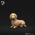 Dachshund-Smooth-Haired-Pose-09-Dog-3D-Print-10s.jpeg Teckel à poil lisse Pose 09