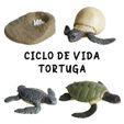 tortuga-ciclo1.jpg Cycle de vie de la tortue