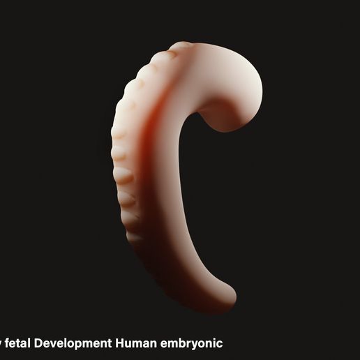 🤰 Early fetal Development Human embryonic・ 3D File for ・Cults