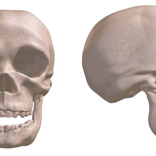 3.jpg Human Evolution: exclusive pack of 5 skulls