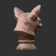 CHIHUHUA-BUST-5.jpg CHIHUHUA BUST