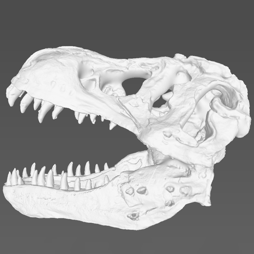 D59589C5-FAC5-4f46-BF61-B6F97C3CCA3D.png Dinosaur Skull（scanned by Revopoint MINI）