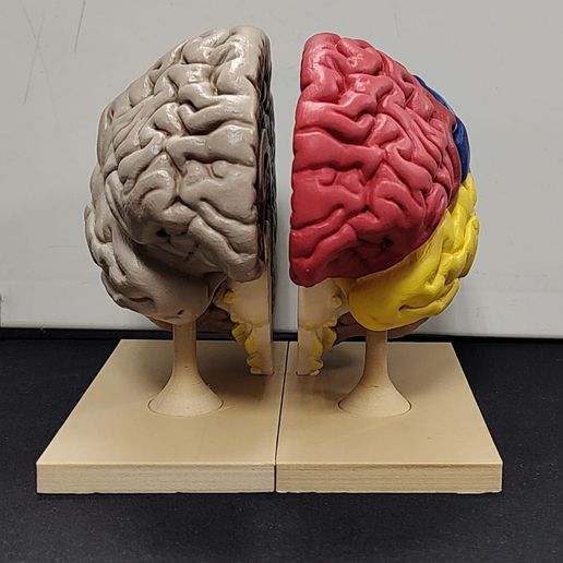 1687378174369.jpg Brain for human anatomy study, Split hemispheres + support.
