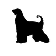 IMG_3863.png Afghan greyhound