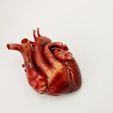 IMG_9337.jpg Anatomical model of the human heart