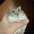hamsterly