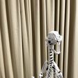 IMG_1749.jpeg Cat Skeleton [Articulated]