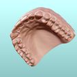 3.jpg Dental Human Teeth model