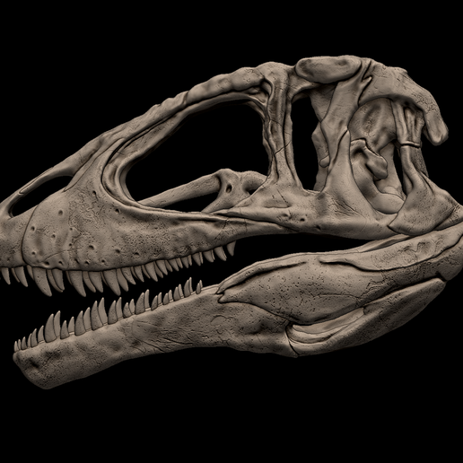 1.png 3D-печатная модель черепа кархародонтозавра