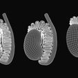 T_Wireframe.jpg Male Testicles (Testes) Anatomy