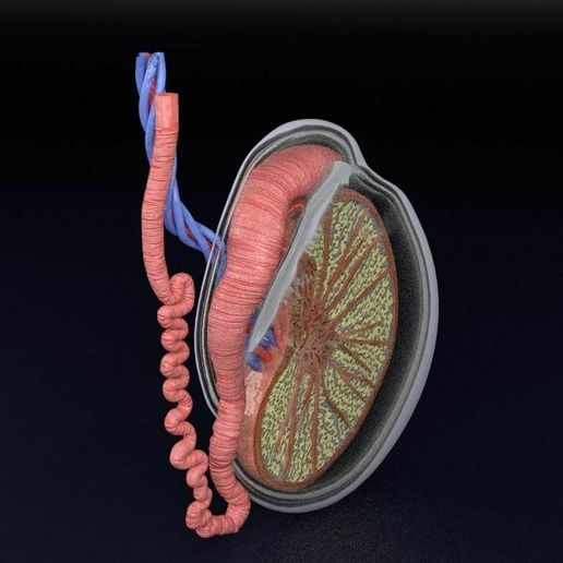 🧪 testis anatomy histology 3D model・ 3D File for 3D printing・Cults