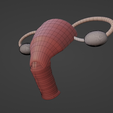13.png.78765617773933ab36dc3c05b80a1783.png 3D Model of Female Reproductive System v2