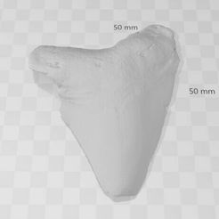 Capture-d’écran-2022-11-18-161434.jpg megalodon tooth