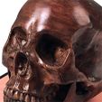 detail 500px.jpg Anatomical Human Male Skull