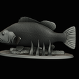 Peacock-Bass-statue-1-3-27.png FISH in motion Peacock bass (Cichla ocellaris) fish natural base detailed texture for 3d printing