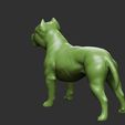 12.jpg PitBull Dog Flexi_Print_In_Place