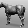 4.jpg Horse Breeds Collection