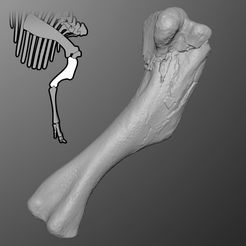 hadro_humerus_preview01.jpg Fichier STL Humérus d'Hadrosaurus・Design pour imprimante 3D à télécharger, LordTrilobite