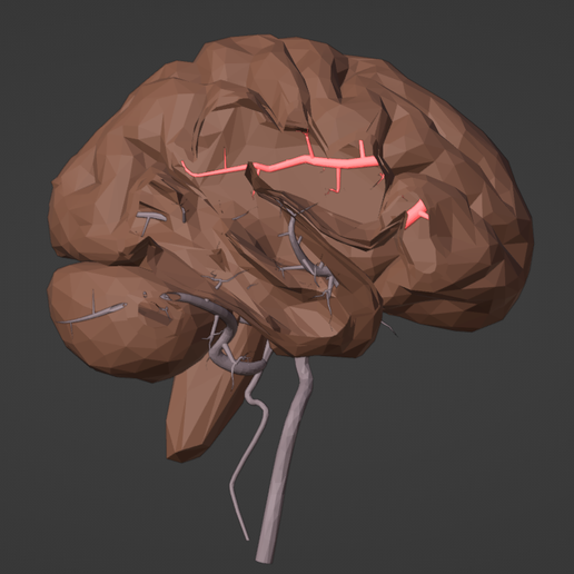 3D Model of Brain and Blood Supply - Circle of Willis