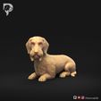 Dachshund-Wire-Haired-Pose-09-Dog-3D-Print-10s.jpeg Dachshund Wire Haired Pose 09